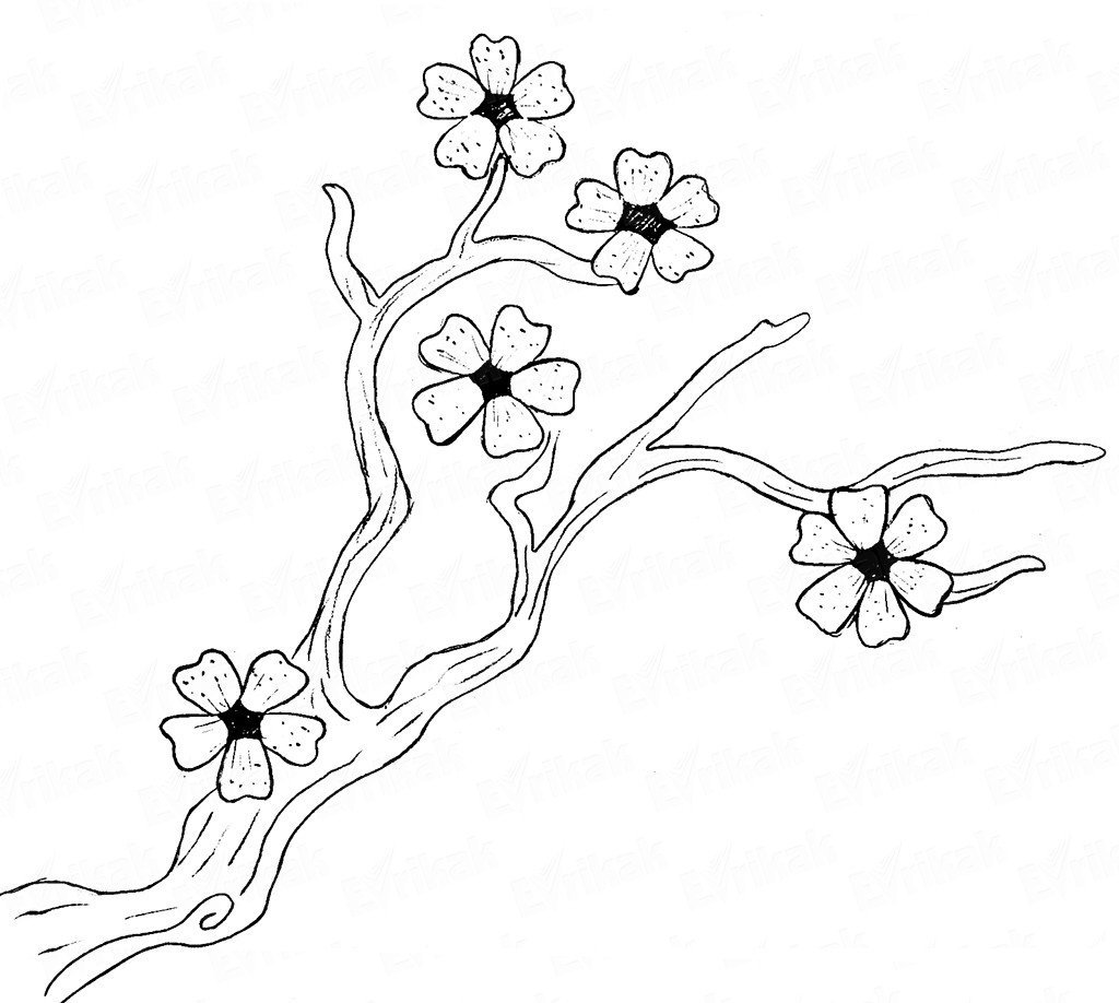 Дерево сакура рисунок карандашом фото