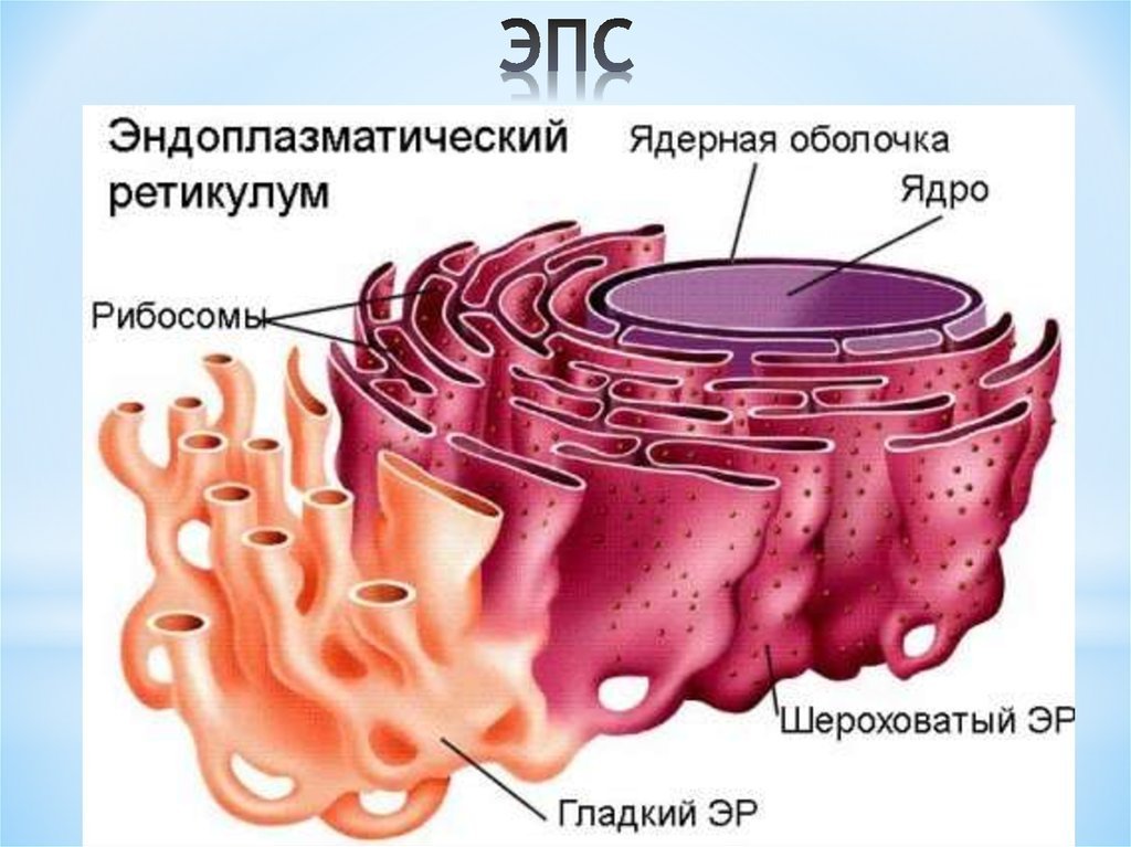 Эндоплазматическая сеть рисунки легкие фото