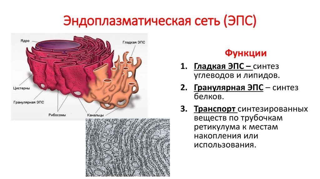 Эндоплазматическая сеть рисунки легкие с подписями фото