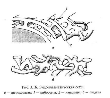 Эндоплазматическая сеть рисунки схематично легкие фото