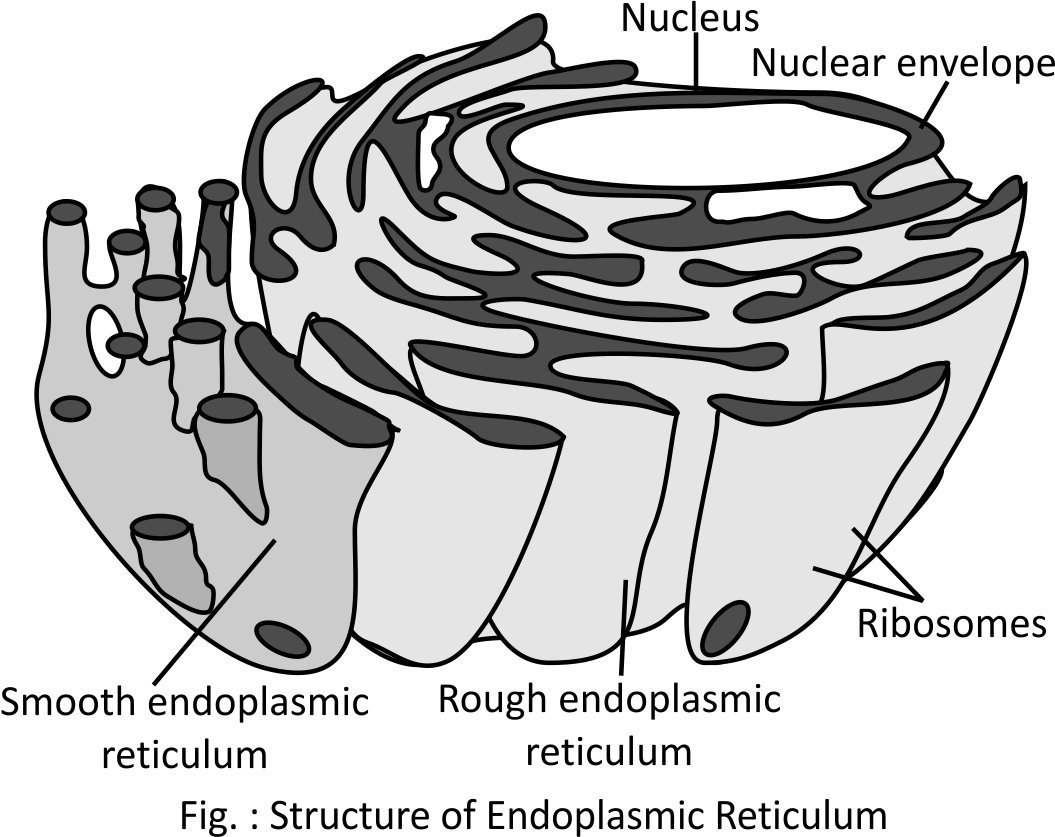 Эндоплазматическая сеть рисунок черно белый фото
