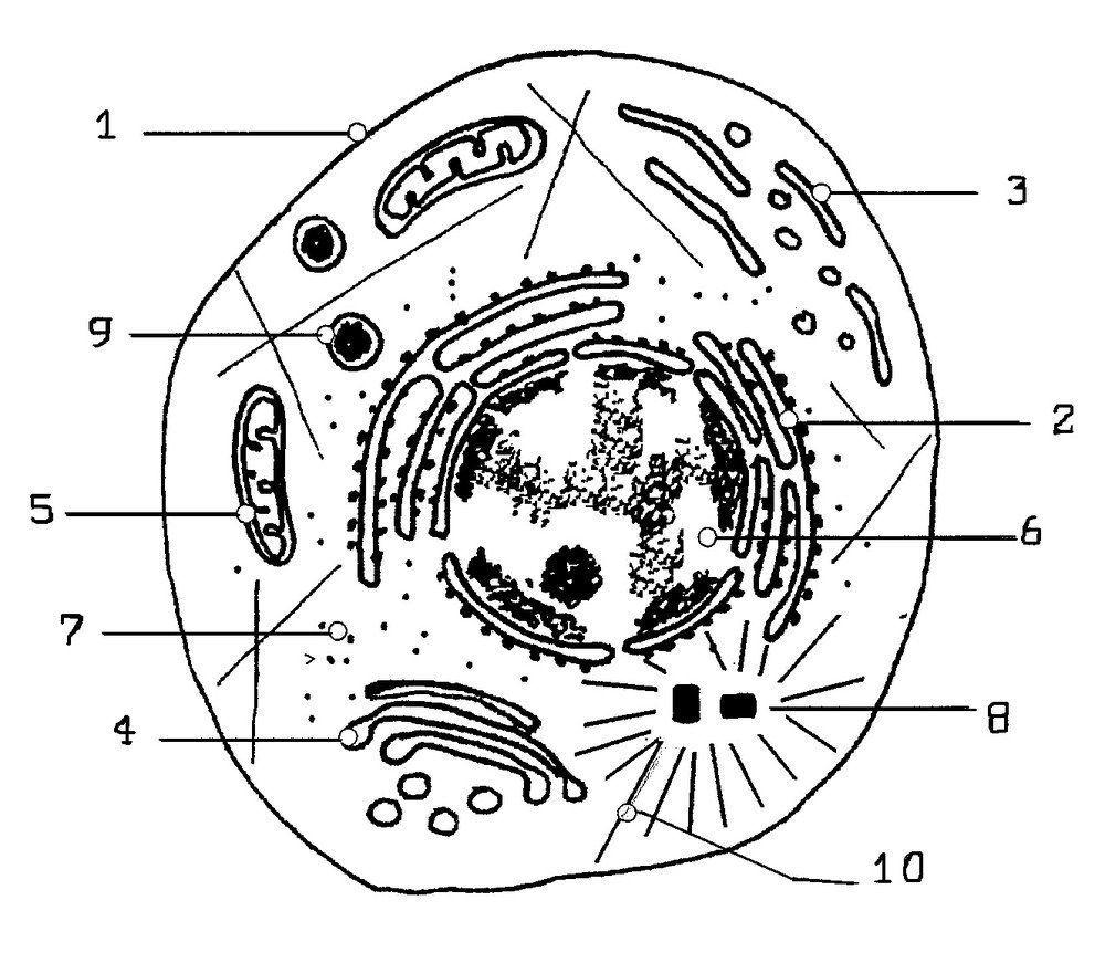 Эукариотическая клетка рисунок карандашом легко фото