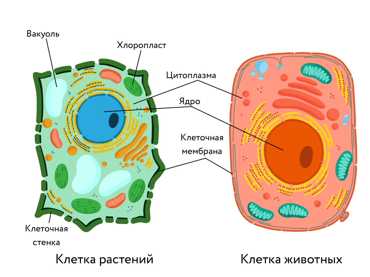 Эукариотическая клетка рисунок простой фото