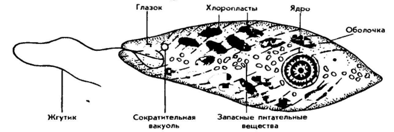 Эвглена зеленая черно белый рисунок фото