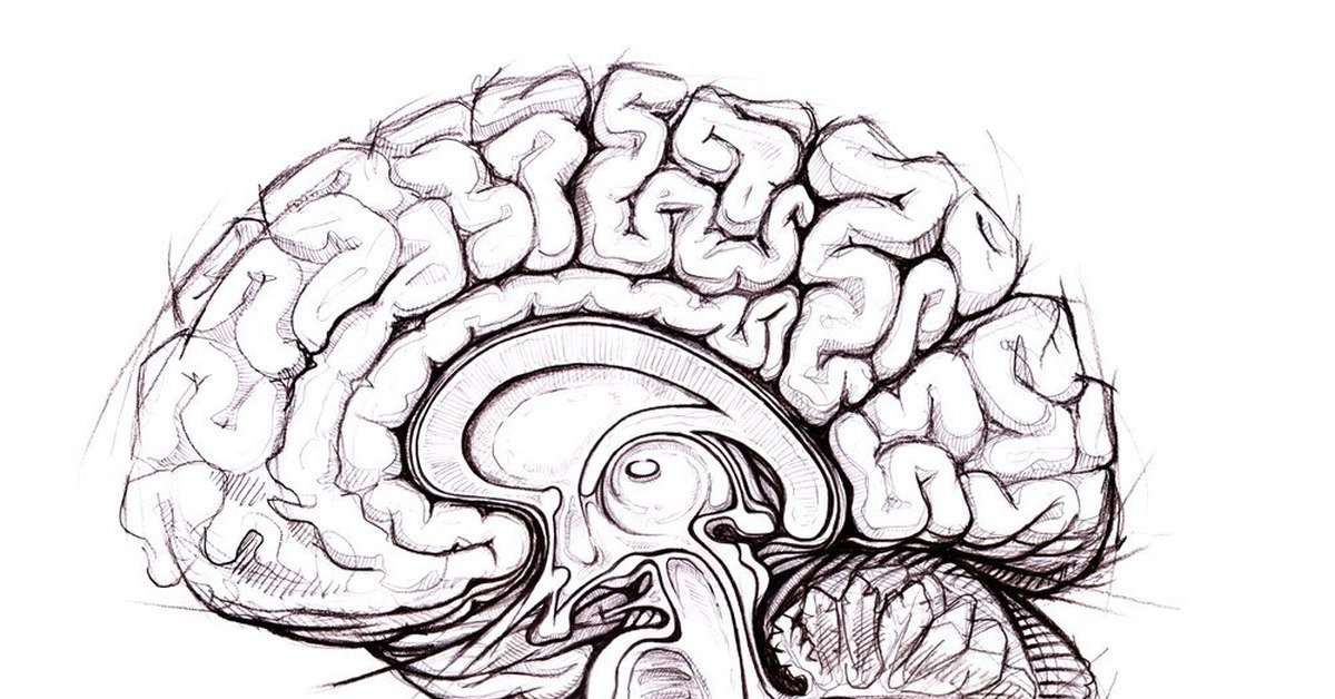 Головной мозг рисунок карандашом просто фото