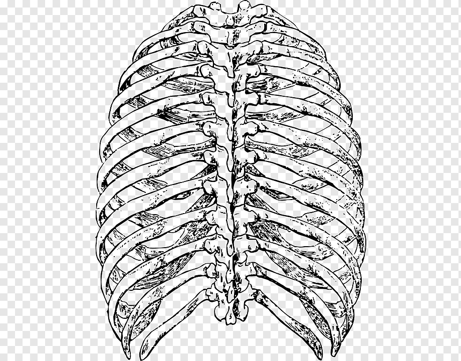 Грудная клетка рисунок простой фото