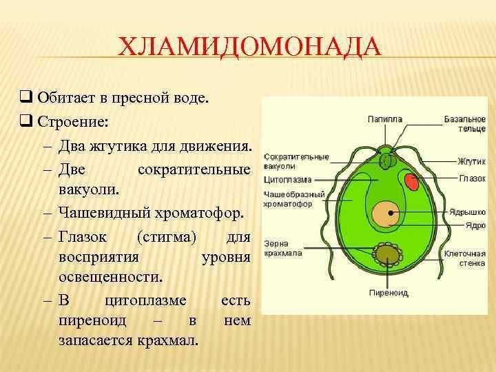 Хламидомонада рисунок черно белый фото