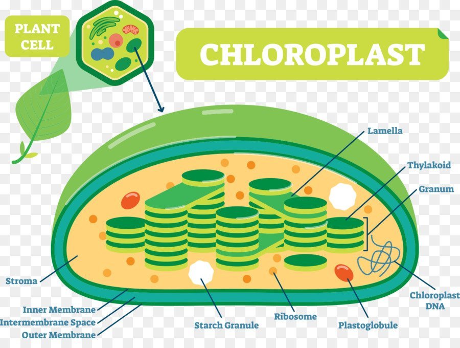 Хлоропласты рисунки легкие фото
