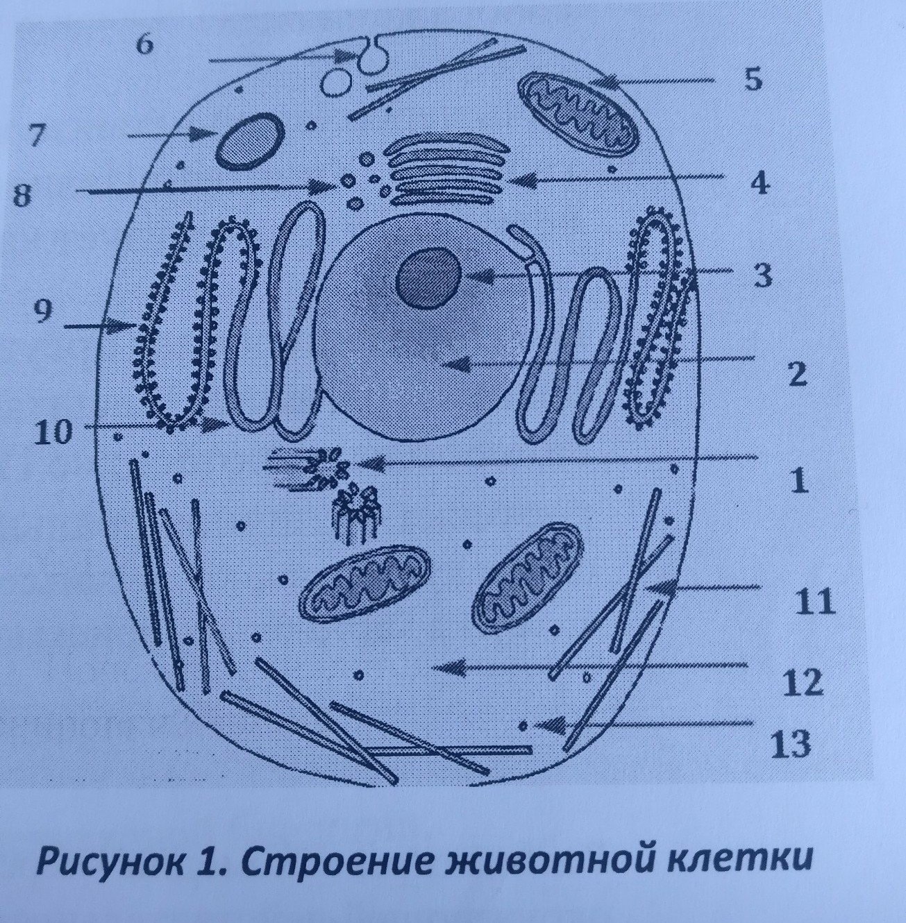 Клетка простой рисунок фото