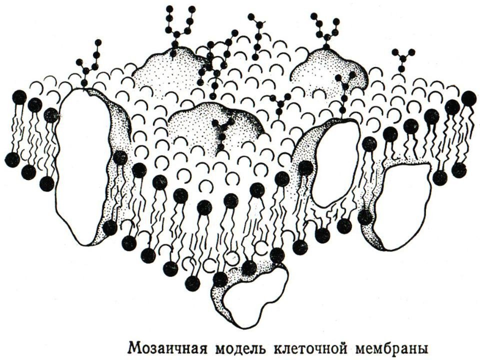 Клеточная мембрана рисунки легкие фото