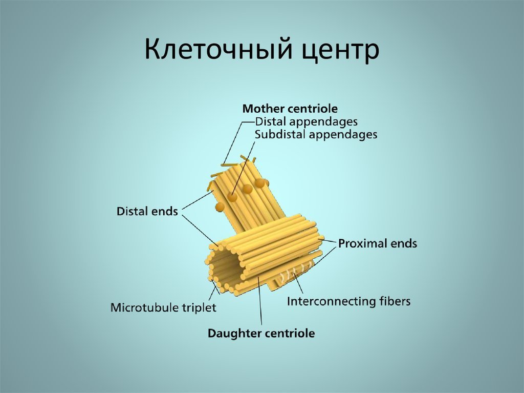 Клеточный центр рисунки легкие фото