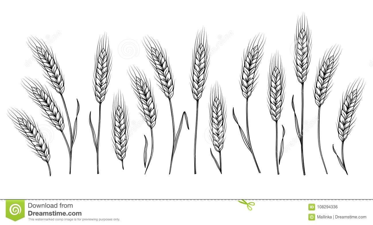 Колос пшеницы рисунок карандашом фото