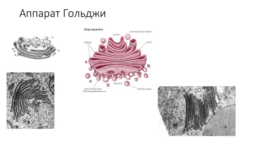 Комплекс гольджи рисунок легкий карандашом фото