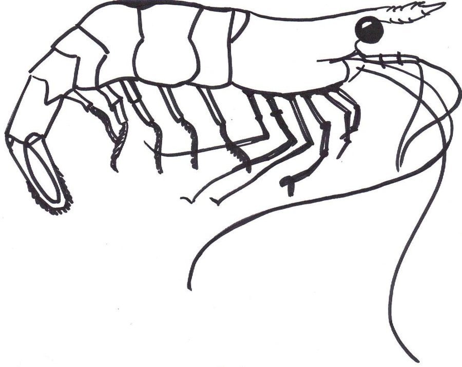 Креветка рисунок карандашом легко фото