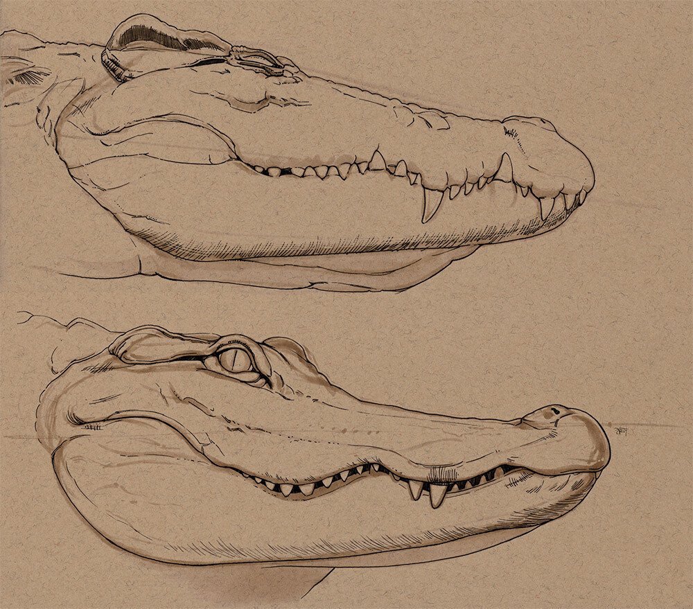 Крокодил рисунок карандашом красивые фото
