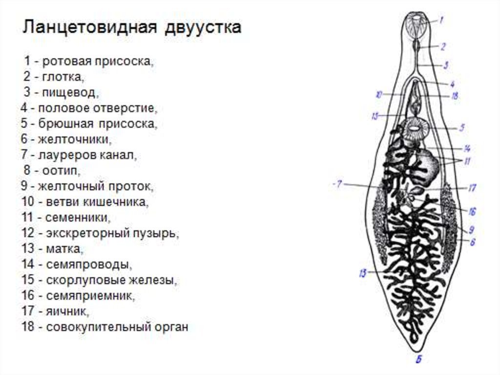 Ланцетовидный сосальщик рисунок карандашом фото