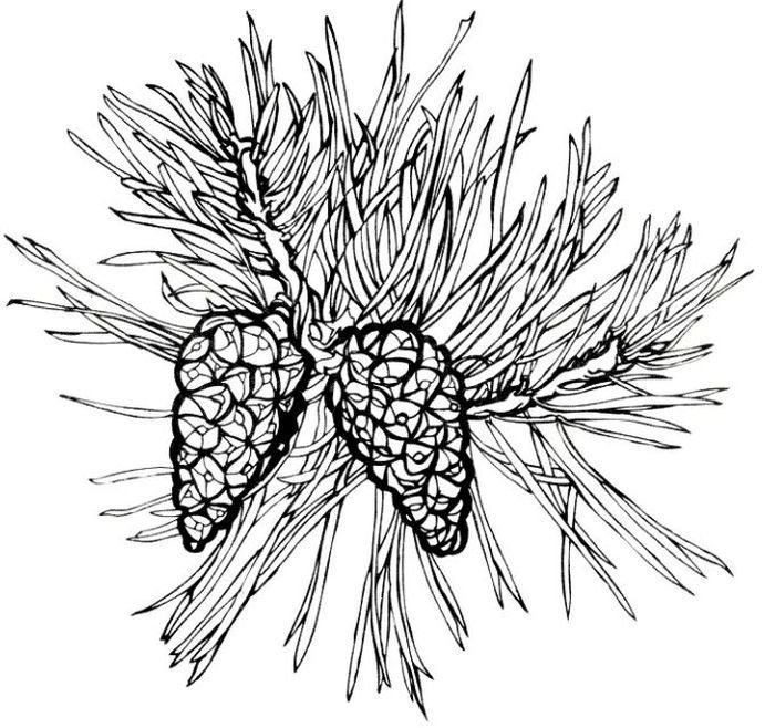Лист хвойного дерева рисунок карандашом для детей фото