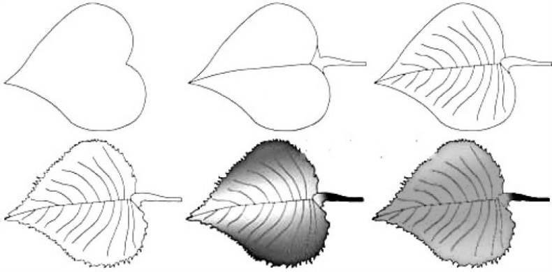 Лист липы рисунок карандашом фото