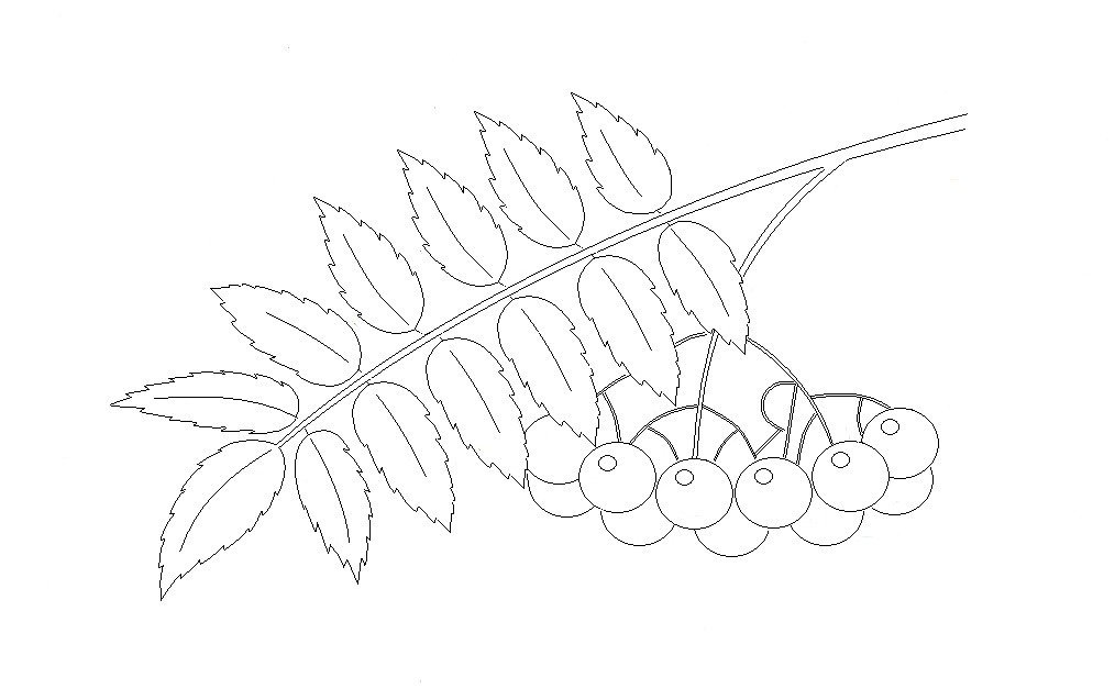 Лист рябины рисунок карандашом для детей фото