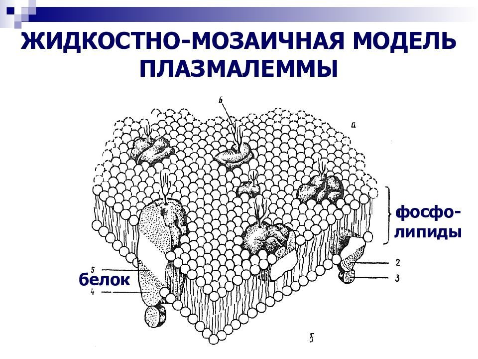 Мембрана рисунок простой фото