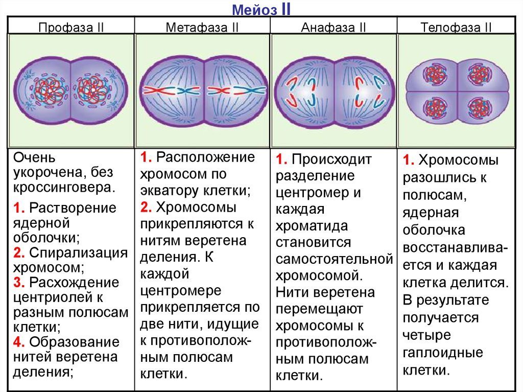 Мейоз рисунок простой фото