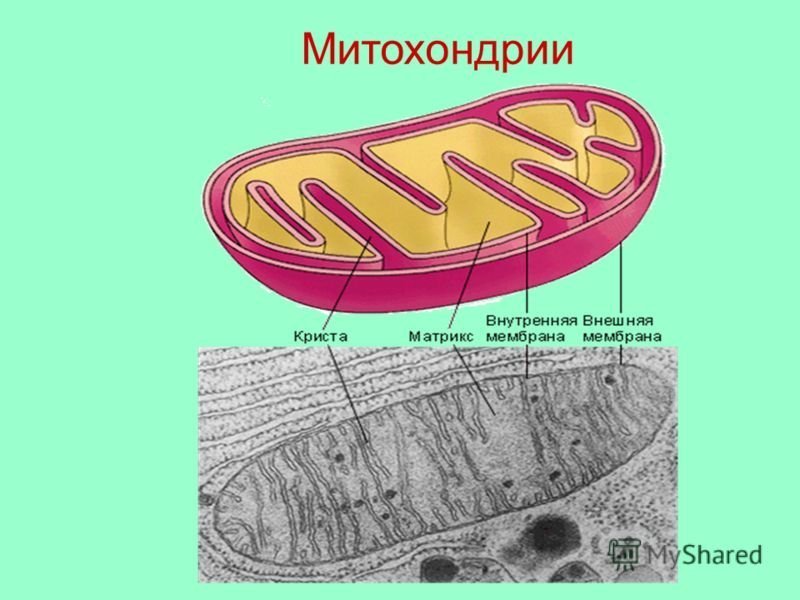 Митохондрии рисунки легкие фото