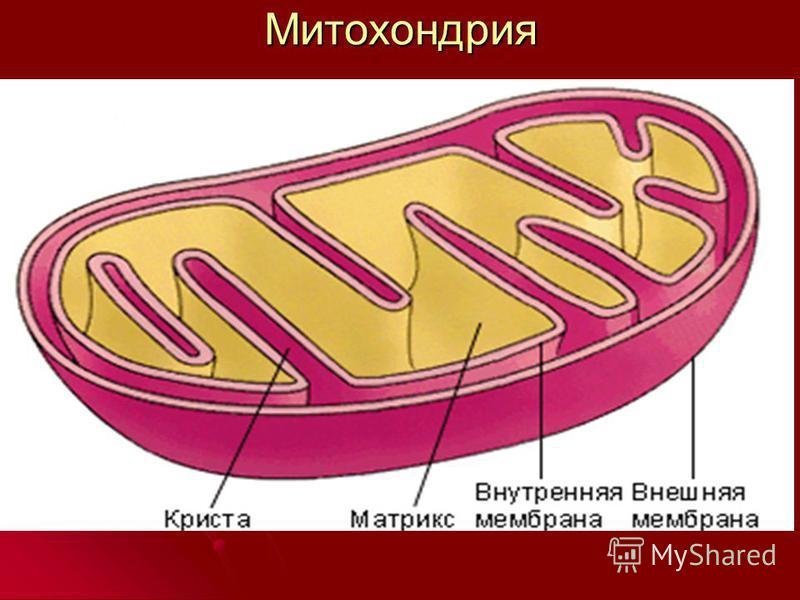 Митохондрии рисунок карандашом фото