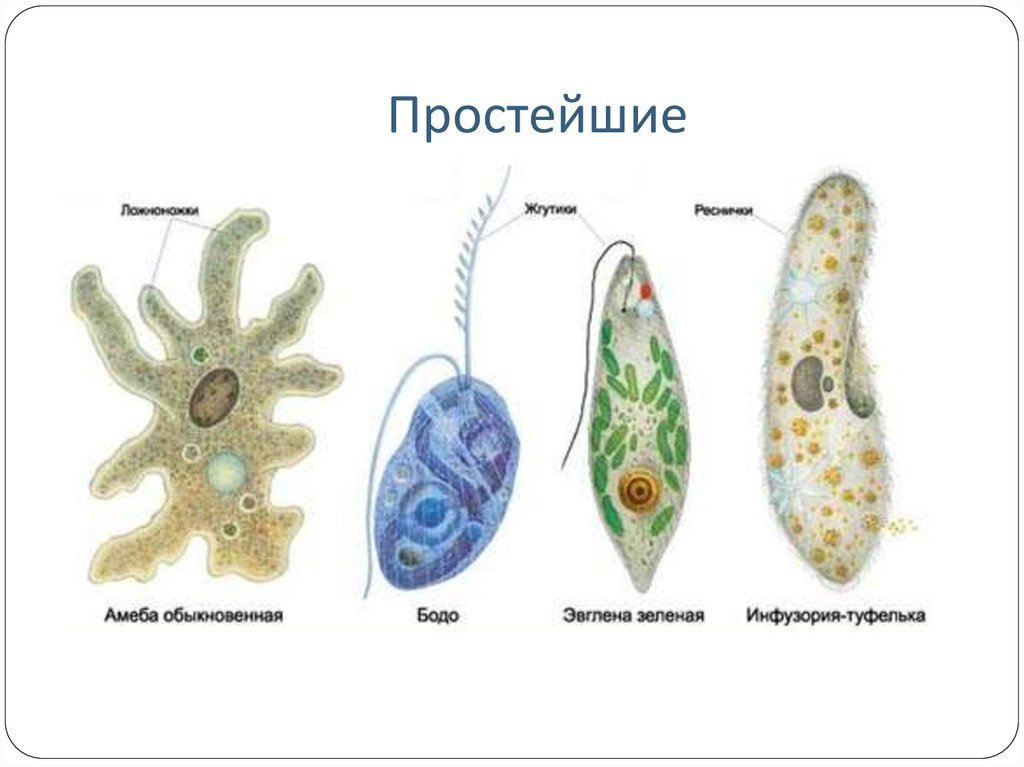 Многообразие простейших рисунки фото