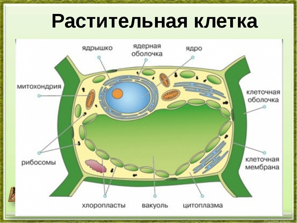 Модный рисунок клетки фото