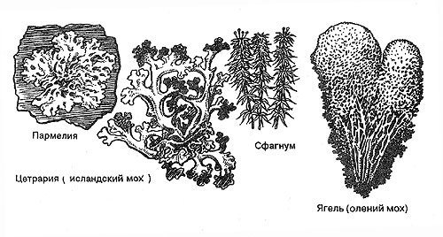 Мох черно белый рисунок фото