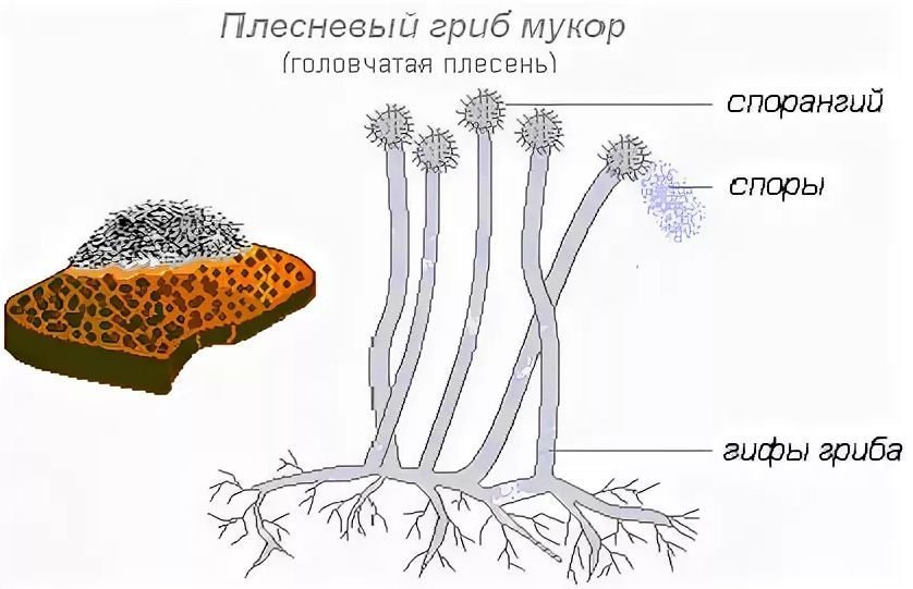 Мукор рисунок черно белый фото