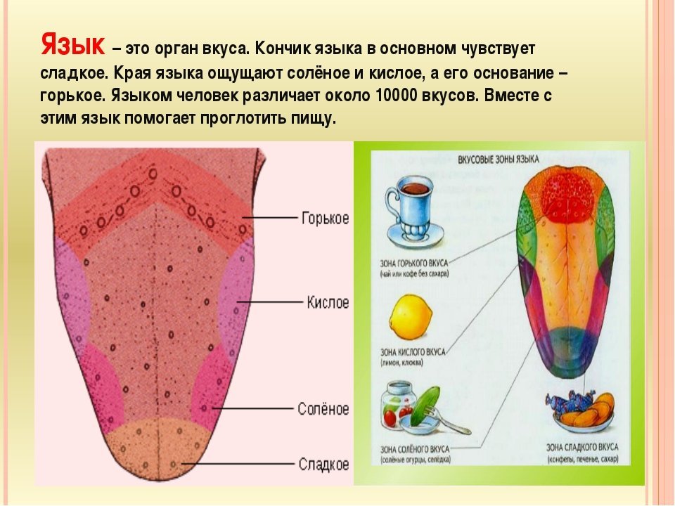 На рисунке показаны вкусовые зоны языка отметьте красным карандашом фото