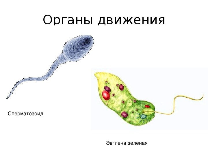 Органоиды движения простой рисунок фото