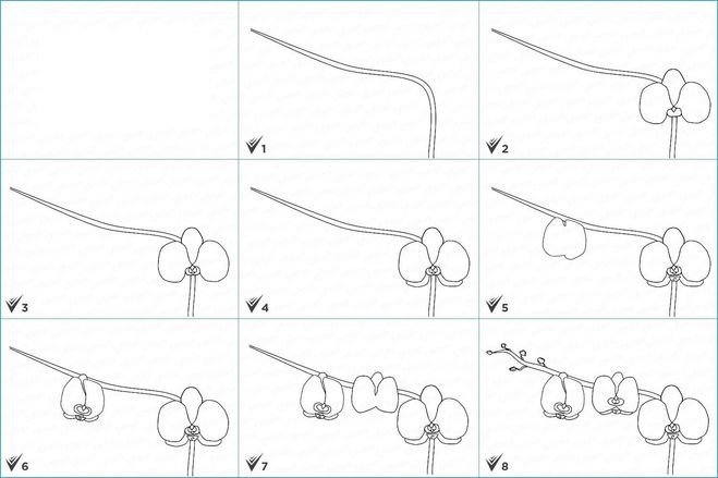 Орхидея рисунок карандашом легкий для детей фото