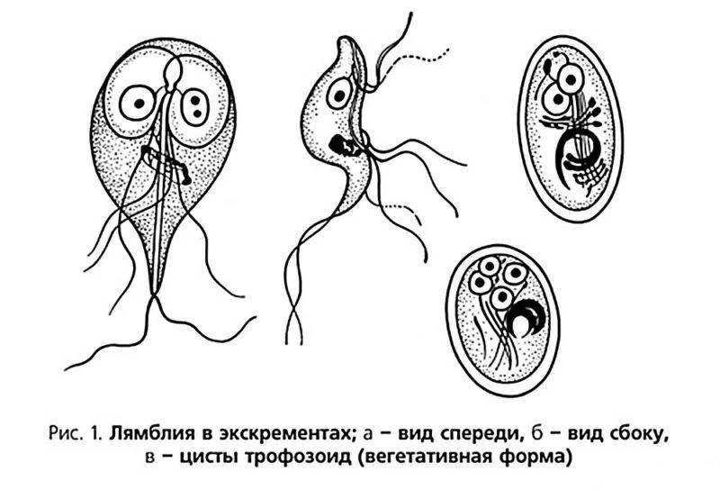 Паразитические простейшие рисунки фото