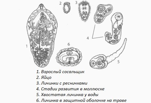 Печеночный сосальщик рисунок карандашом фото