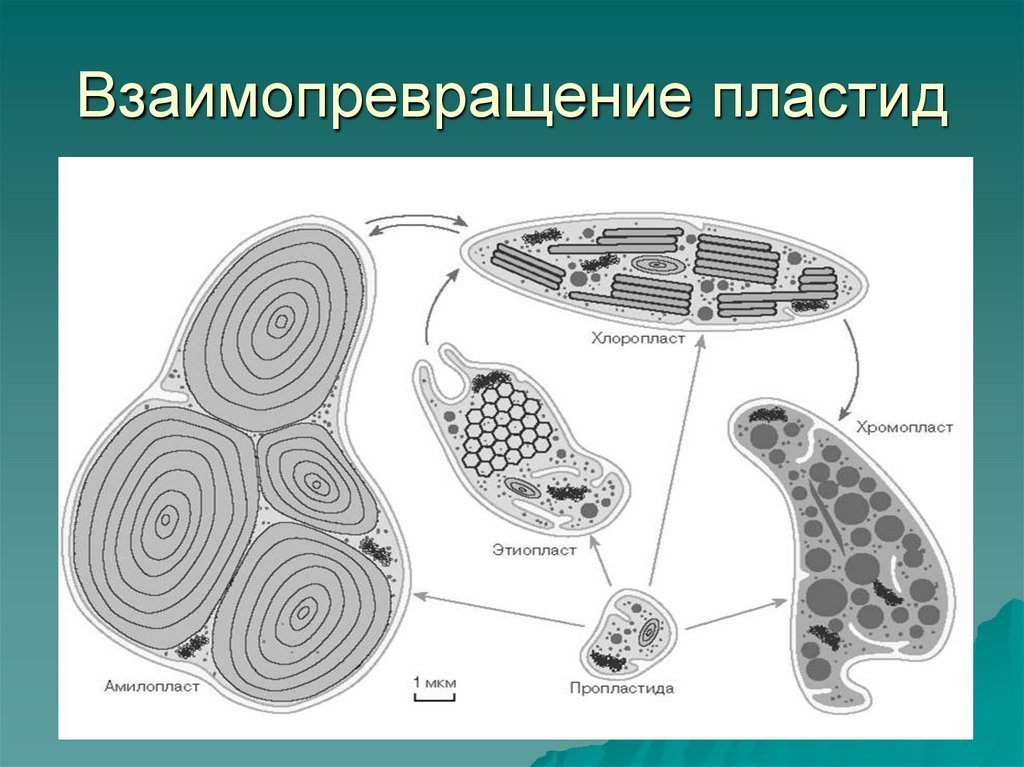 Пластиды рисунок черно белый фото