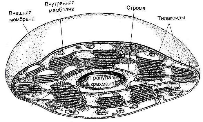 Пластиды рисунок карандашом фото