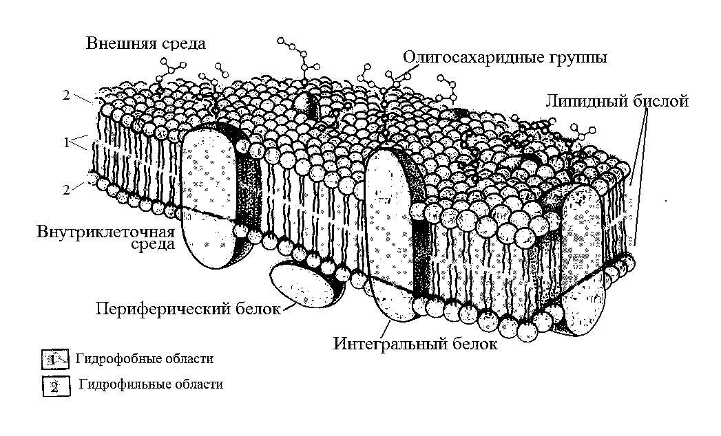 Плазматическая мембрана рисунок черно белый фото