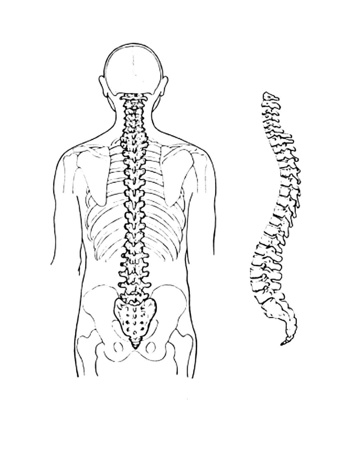 Позвоночник рисунок простой фото