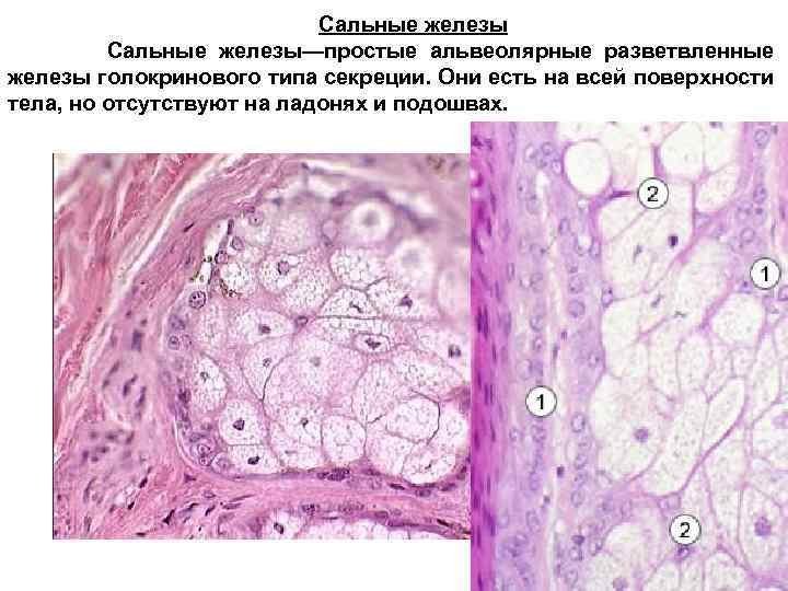 Простая альвеолярная железа рисунок фото