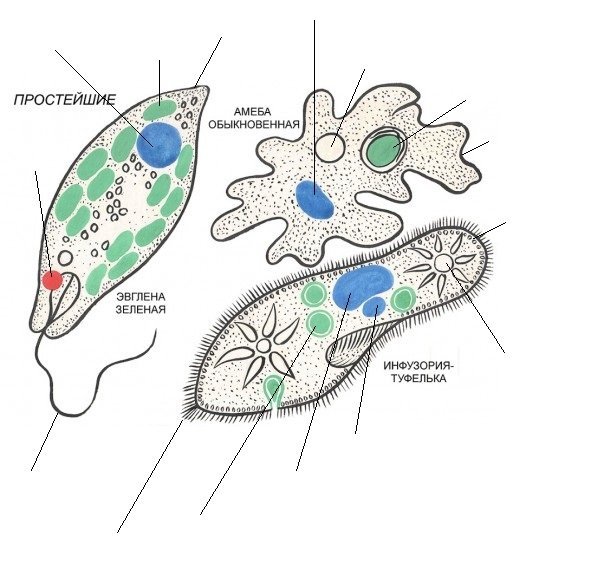 Простейшие рисунок биология фото