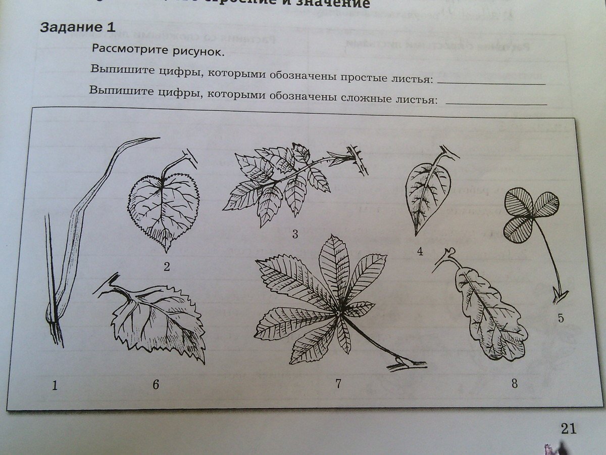 Простые листья рисунок фото