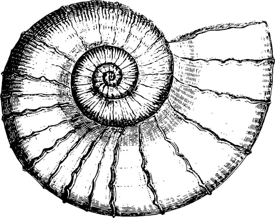 Ракушка рисунок черно белый фото