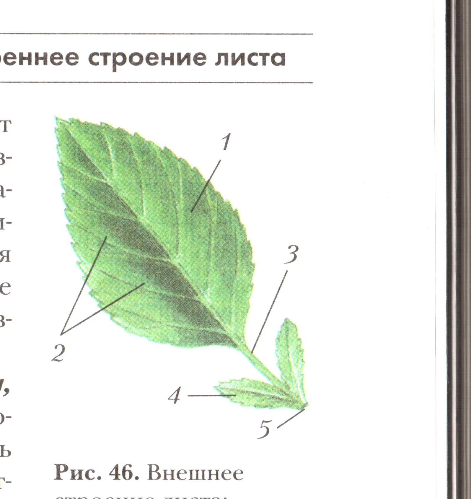 Рассмотри рисунок выпишите цифры которыми обозначены простые листья фото