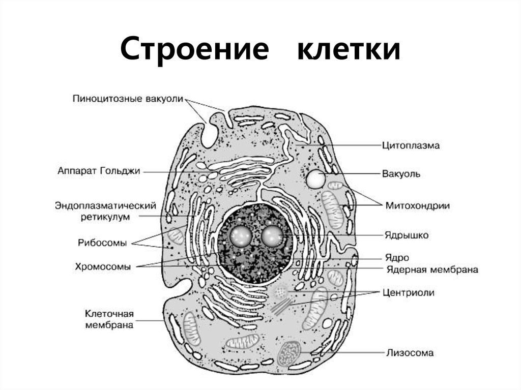 Растительная клетка черно белый рисунок фото