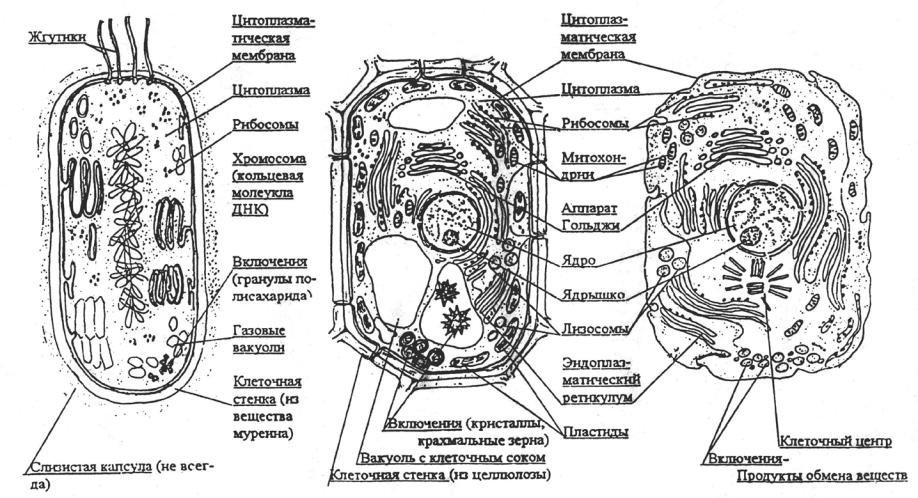 Растительная клетка рисунок черно белый с подписями фото