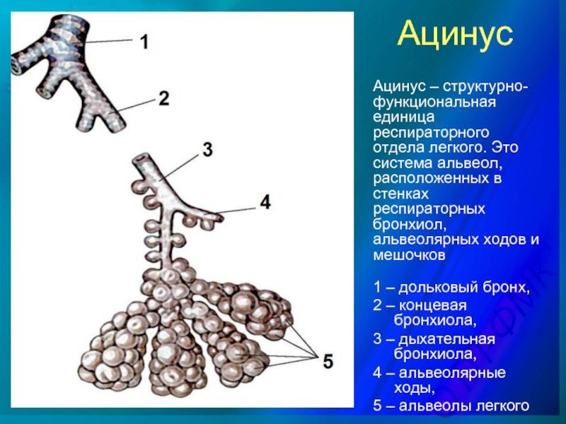 Рисунки ацинус легкого фото