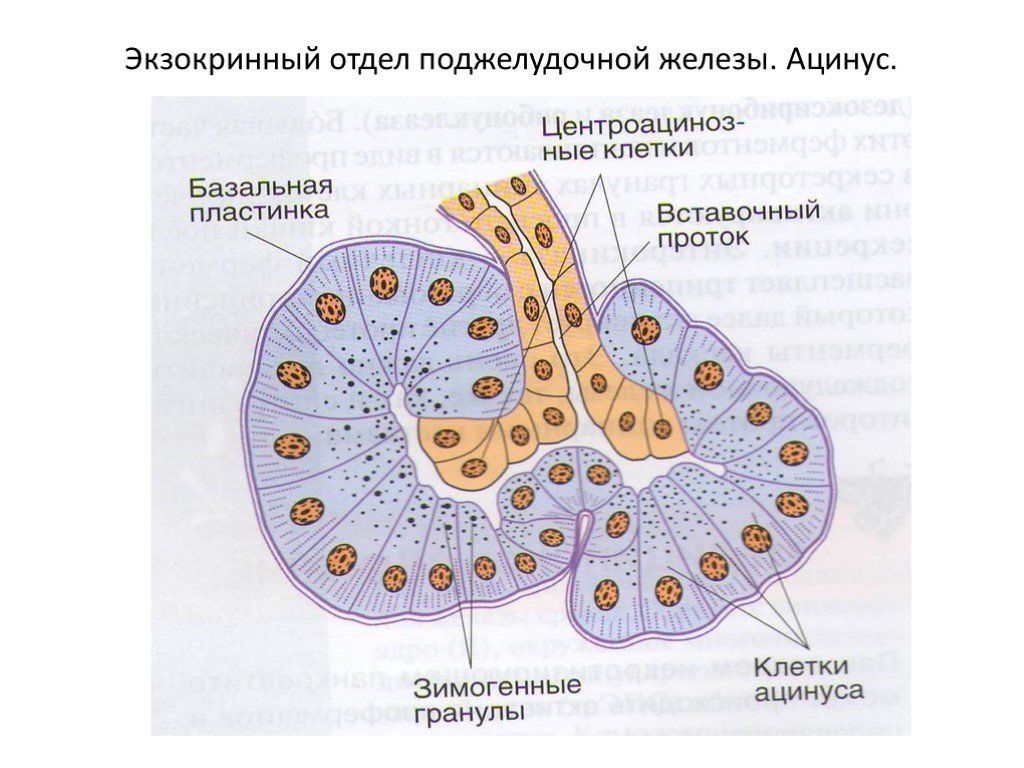 Рисунки ацинус легкого гистология фото