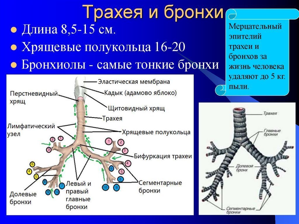 Рисунки бронхов и легких человека фото